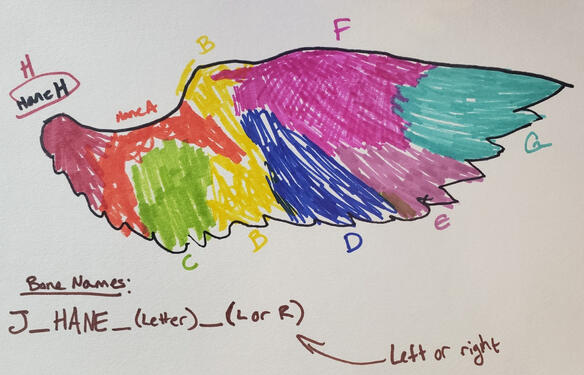 A drawing I made to map out where the bones should be on the angel wings fashion accessories.
